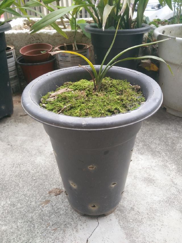 怀疑人生了，养护一年的兰花总是僵苗不见长，脱盆以后发现小秘密