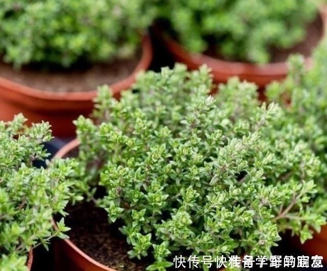 栀子花|6种“花”，自带香味，室内养1盆，比清新剂强1倍，无毒又环保！