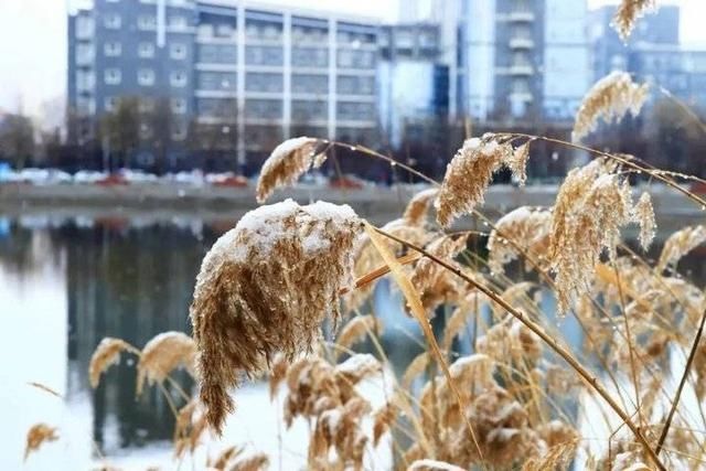 冬天|突如其来的滨医初雪，惊艳这个冬天