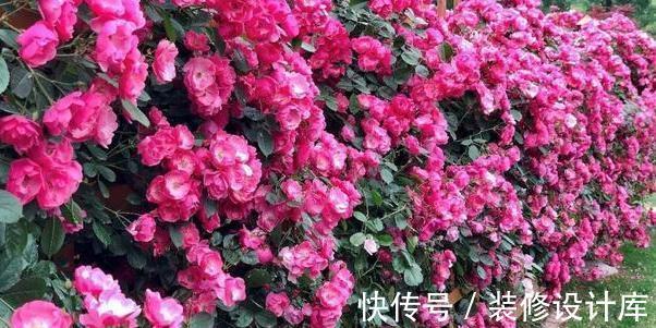 月季|藤本月季要养多久才能爬墙?这可能是你误会了,它没有这项能力