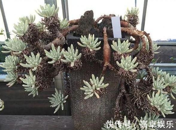 老桩|养多肉老桩,不想它茎叶长得乱糟糟就从这4方面着手提升颜值