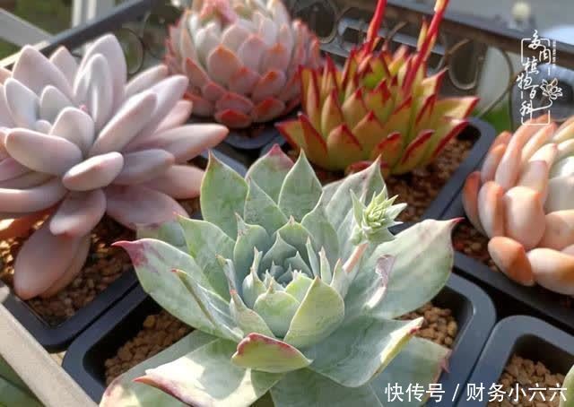 揭秘:那些干净又温暖的多肉照片从哪里来?