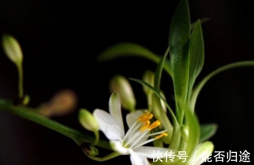 小蓉|世界上最贵的花,一朵价值1500万!发现一朵一辈子都不愁了.