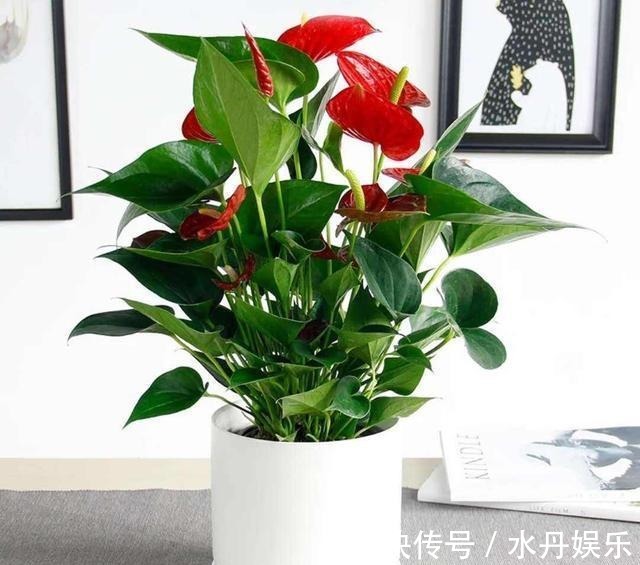 百花姐姐|5种花,再喜欢也别搬去“晒太阳”,不然半天就“黄叶”!