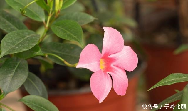 卖花人的5个“谎言”,你信了吗反正我不信!