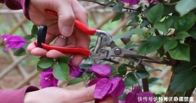 4种常见的漂亮花，花后别“偷懒”，赶紧剪一剪，接着花开又一茬