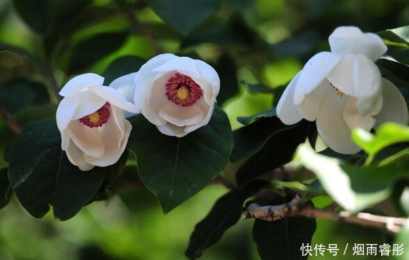 5种花,开花吉祥又喜庆,年年开花美翻,寓意超好的