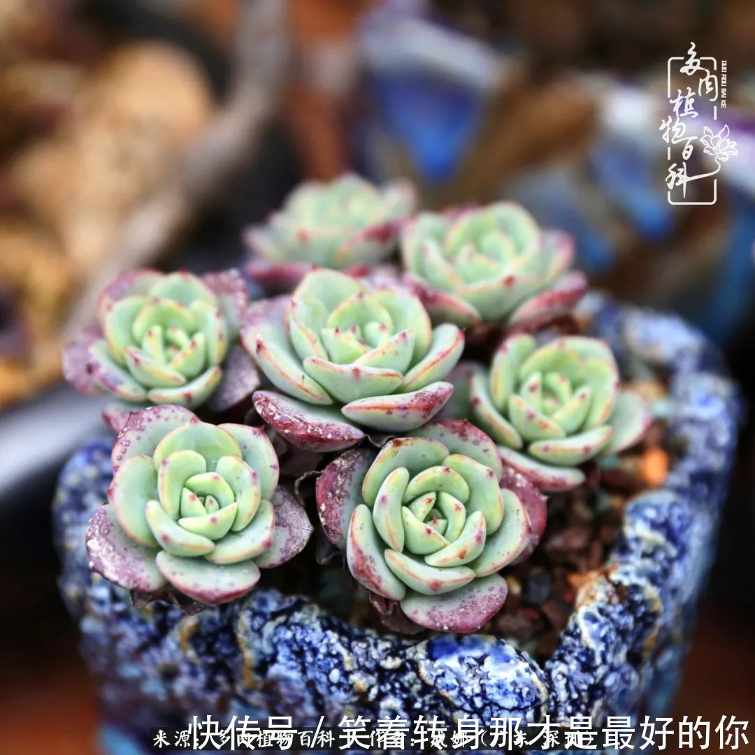 曾经的美肉,谢谢你们都惊艳过时光,谢谢你们都陪过我!