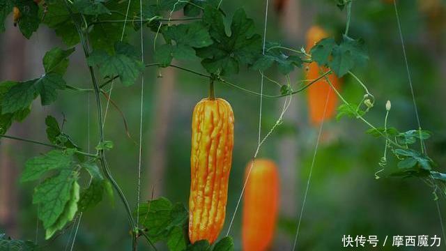  干姜加一物，或是“头号泻药”，排出黑臭宿便，大肚腩和你说拜拜