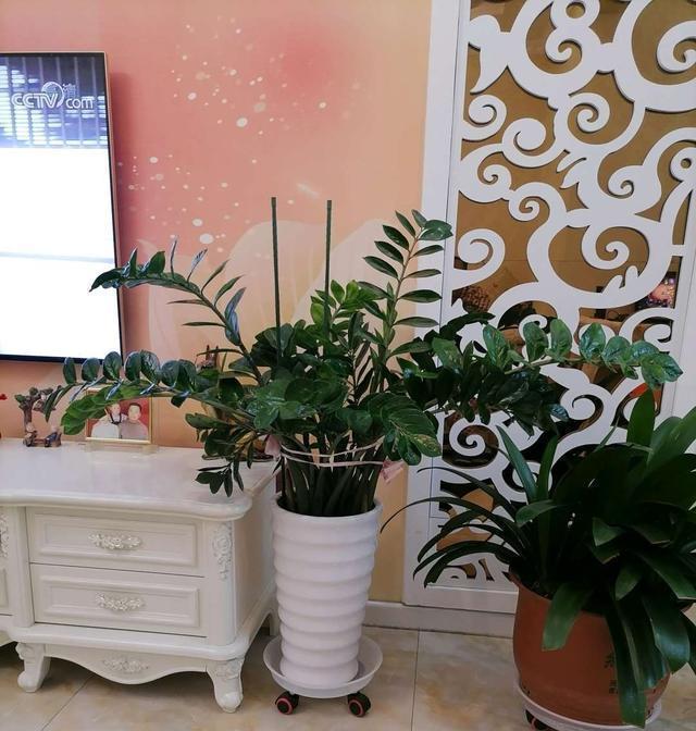 橡皮树|家里养这4种花,就要“虐一虐”,粗管粗放,越长越旺!