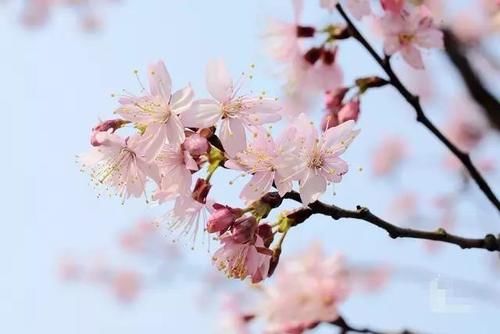 “史上最早”樱花季来了?梅花表示不爽:我还没红够呢