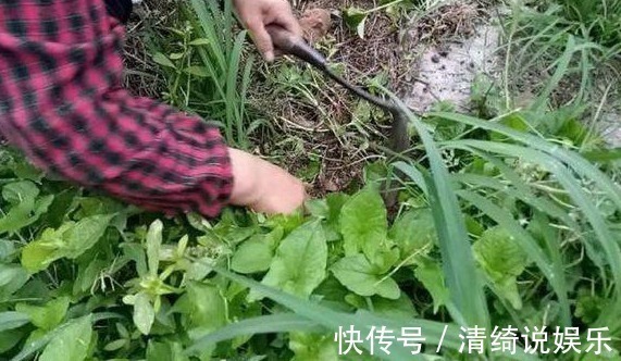 麻芋子|农村大妈在挖这种野草，大妈说这野草厉害着呢，挖得多可月入上千