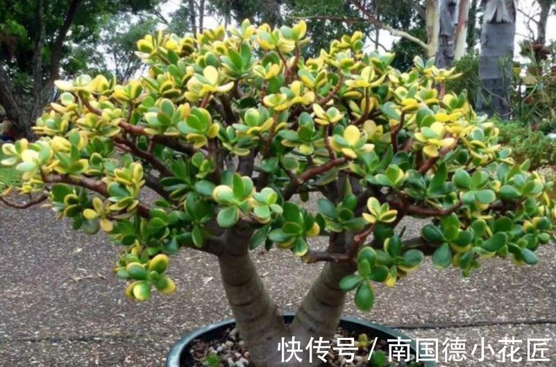 打理|秋天盆栽玉树,怎么打理?满足4点,茎干粗壮、根须旺,好过冬