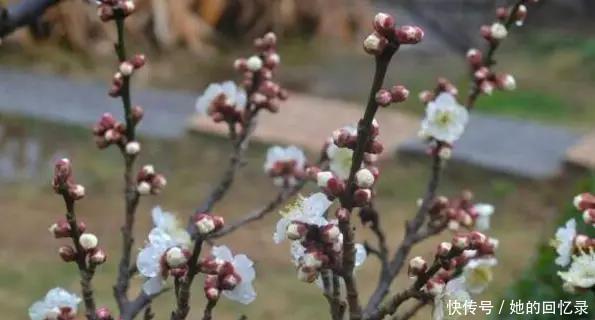 5种本木花卉，随便在家养一盆，瞬间提升档次