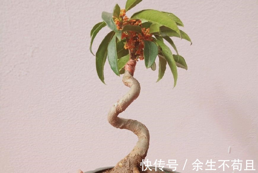 家养桂花出“贵子”，教你用“1根”枝条，30天养成桂花盆栽！