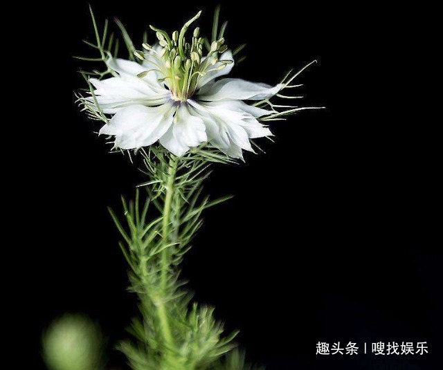 花语#此花花色绚丽，娇美动人的花姿呈现出浪漫色彩，寓意为清新的爱情