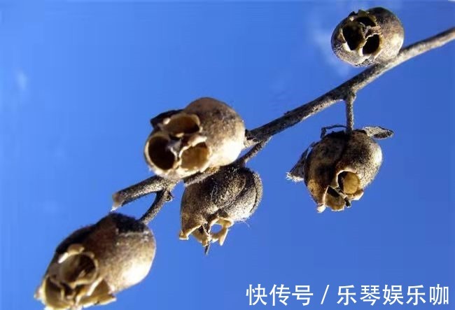 热带雨林|8种贵货花，见过的人真不多，见过3种就是“见多识广”