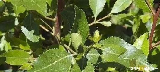 这种植物是醒脑圣药,但却也是“新型罂粟”,很多人竟然当蔬菜吃