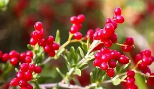 春天不妨多吃三種食物，滋養肌膚，淡化色斑，抗衰老