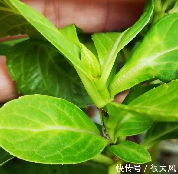 绣球能修剪吗,这些情况不分清,剪完变绿植