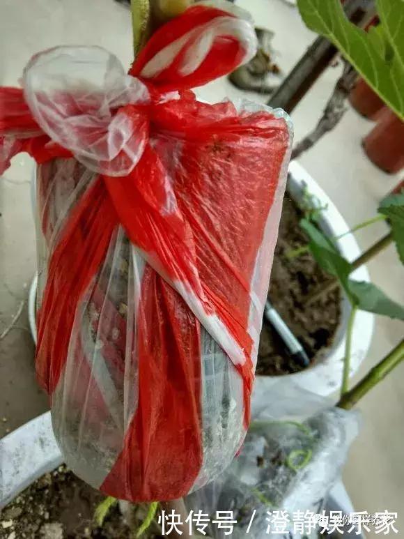 枝条|1个塑料瓶套在无花果枝条上，10天就生根，当年就结50多颗果