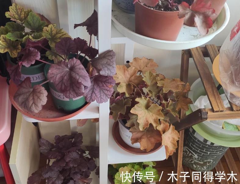 株苗|养花催花用这种“水”,株苗2周就冒花,开花又多又美,密如麻