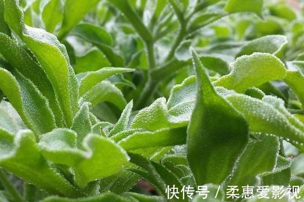 芋梗|吃药不如吃野菜,农村最常见的4种野菜,原来都是珍贵中草药!