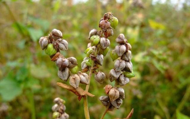 高血糖|医院不会告诉你,此物是天然的“胰岛素”,睡前吃点,省钱降血糖