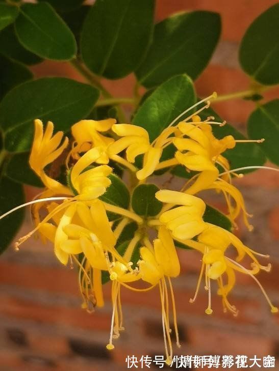 光照|9种花,光照时间越短越容易爆盆,晒太久反而不开花