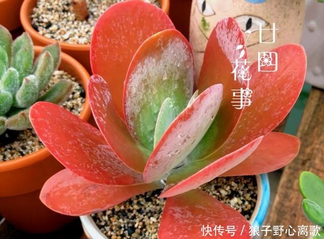 6种多肉,天生就是“巨无霸”,用大盆养,个头比脸大!