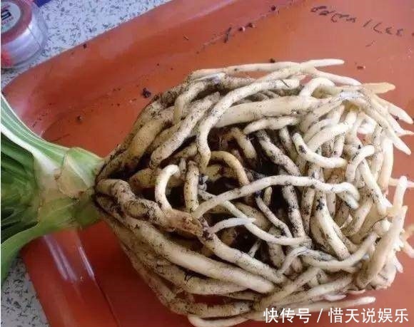 花卉|秋天准备“抗冻肥”,给君子兰、蟹爪兰“喂上”,长得旺、开花多