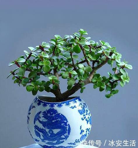 叶片|盆栽金枝玉叶,3个“小动作”,叶片饱满有光泽,轻松变成美盆景