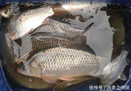 野钓鲫鱼难上钩用上这三个技巧来打窝,想不爆护都难