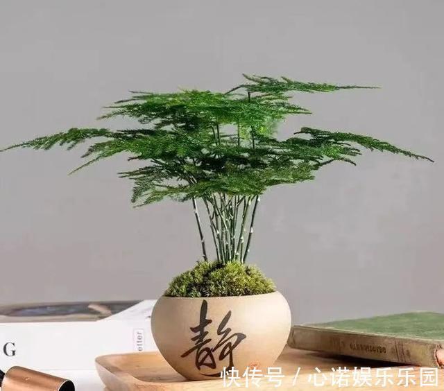 五种小盆栽，耐阴又好养，办公室养几盆，增财运、旺事业