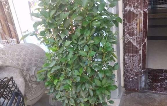 盆栽|5种有毒的花卉盆栽,如果家中养了,赶快处理,不要掉以轻心