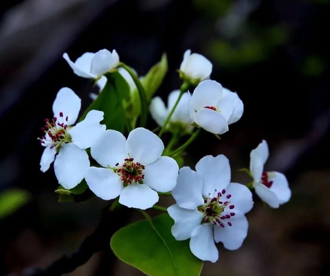 千树万树梨花开，东山梨园飘香