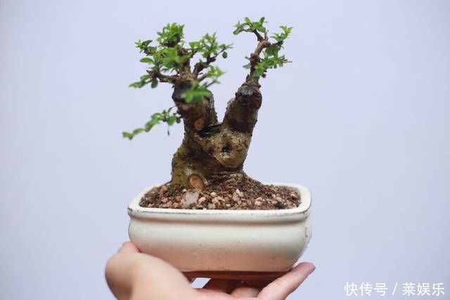 枝条|网友分享的白蜡微型盆栽,室内摆件精品盆栽,快来一睹为快