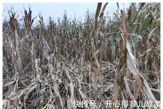 红轴|明年种玉米：夏播区淘汰958类白轴品种，是真正的智慧