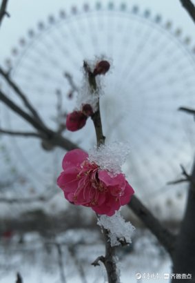 中年|泰山花海变雪中游乐园，踏雪寻梅正合时宜