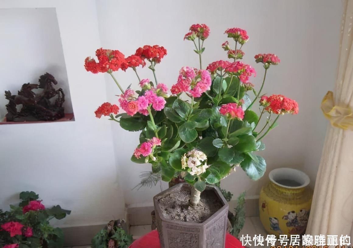 长寿花“嫁给”玉树不死鸟？注意3点，嫁的好，开花旺