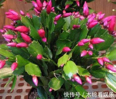 蟹爪兰叶子又薄又暗,坚持1个月,9月开始长出“硬朗叶”,太密了