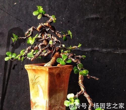 养金枝玉叶盆景，光浇水施肥没用，得会修剪才行，枝叶一少价值高