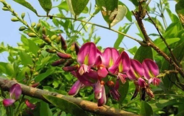 枝条|这东西,俗称“鸡血藤”,枝条红如鸡血,目前极其珍贵,遇见是福