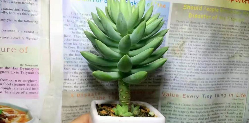 菌灵|不要觉得给多肉“砍头”残忍!养千佛手,“切几刀”小崽爆满盆