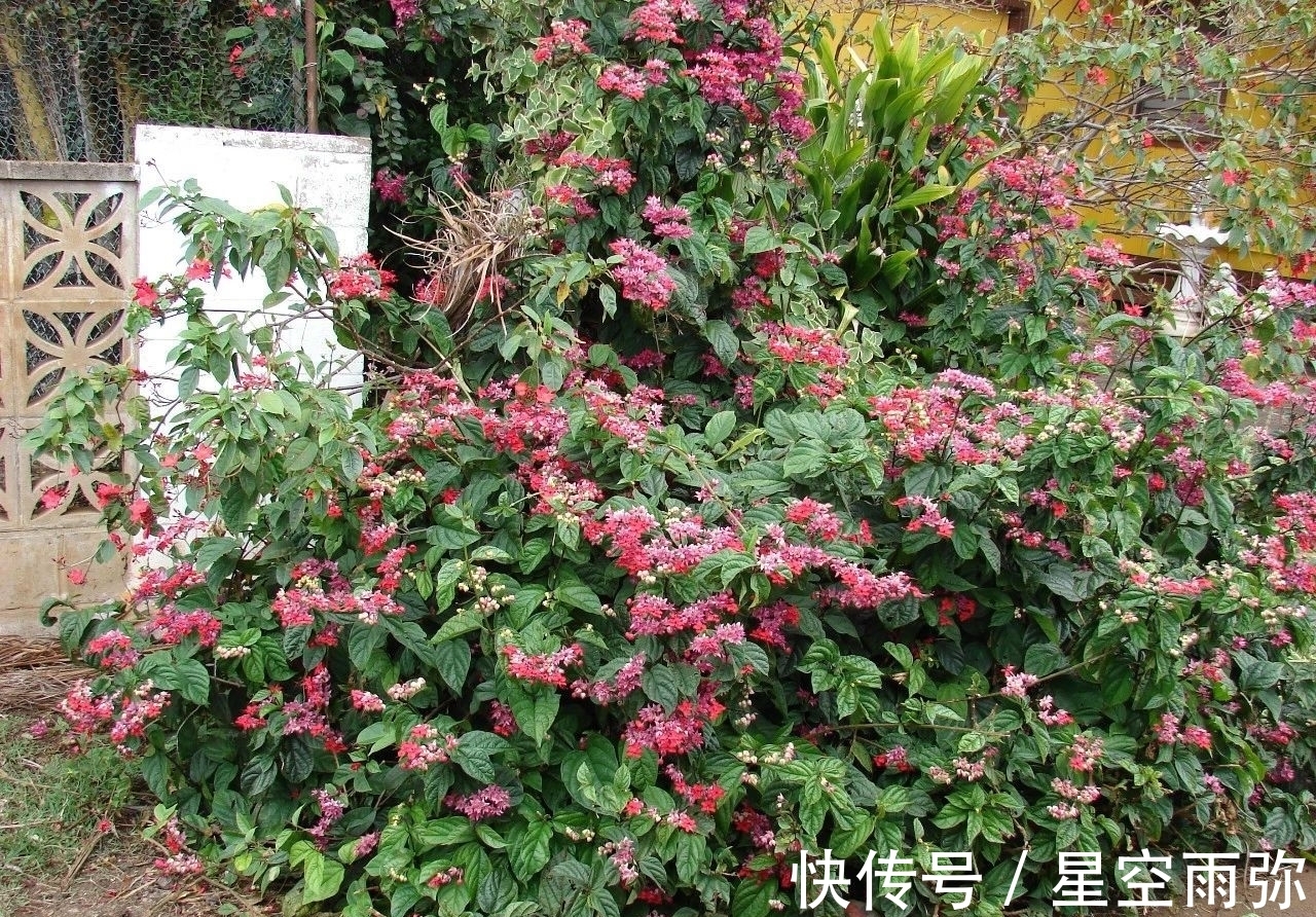 每年春节前后,除了年宵花,买盆龙吐珠也不错,好看的半藤本花卉