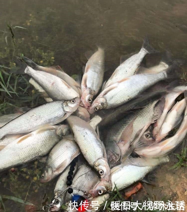 蓑笠哥|盛夏钓翘嘴,渔获你最美,饵料、钓位、技巧分享