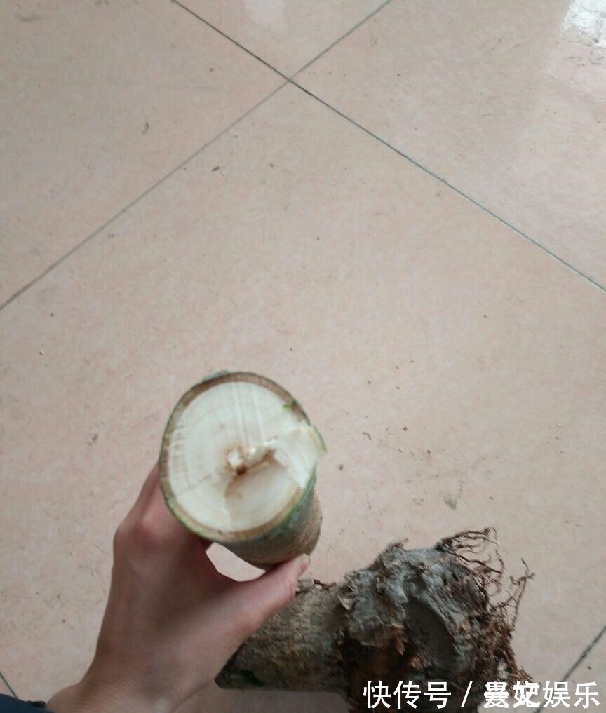 3种招财树,想养别花钱,掐个枝就生根,能得一大盆!