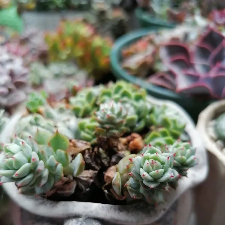 观音莲|90后川妹子的“丑肉”逆袭记!时光不弃,多肉常在!