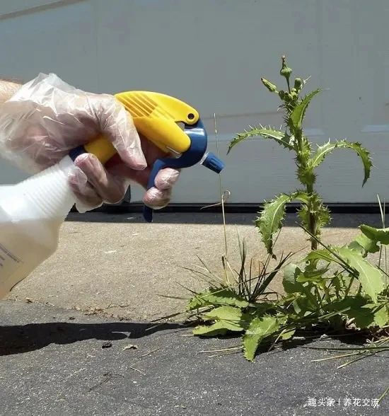 在家里养花时,肥皂水、鸡蛋壳或煮菜的水别丢,是可以用来养花的