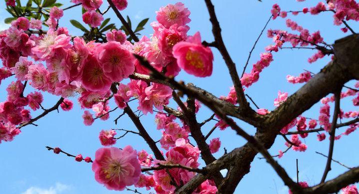 养花和性格息息相关，你是什么性格，就喜欢养什么花，你同意吗